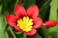 Red-yellow Ixia flowers Royalty Free Stock Photo