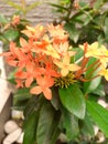 Red and yellow Ixora chinensis the tropical flower