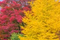 Red and yellow Japanese maple trees Royalty Free Stock Photo