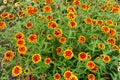 Red and yellow `Jazzy Group` zinnia flowers
