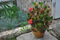 Red with yellow kalanchoe flower Royalty Free Stock Photo