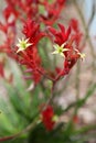 red and yellow kangaroo paw native flowers Royalty Free Stock Photo