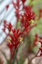 red and yellow kangaroo paw native flowers Royalty Free Stock Photo