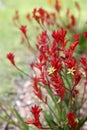 red and yellow kangaroo paw native flowers Royalty Free Stock Photo