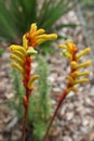 Red and yellow kangaroo paw native flowers Royalty Free Stock Photo