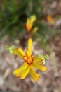 red and yellow kangaroo paw native flowers Royalty Free Stock Photo