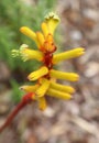 red and yellow kangaroo paw native flowers Royalty Free Stock Photo