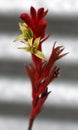 red and yellow kangaroo paw native flowers Royalty Free Stock Photo