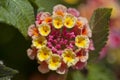 Red and yellow Lantana flowers Royalty Free Stock Photo