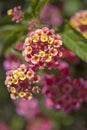 Red and yellow Lantana flowers Royalty Free Stock Photo