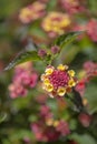 Red and yellow Lantana flowers Royalty Free Stock Photo