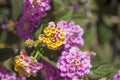 Red and yellow Lantana flowers Royalty Free Stock Photo