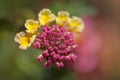 Red and yellow Lantana flowers Royalty Free Stock Photo