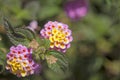 Red and yellow Lantana flowers Royalty Free Stock Photo