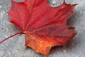 Red and yellow leaf Royalty Free Stock Photo