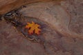 A red and yellow leaf, roots and textured sandstone
