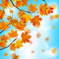 Red and yellow leaves against blue sky. EPS 8 Royalty Free Stock Photo