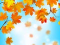 Red and yellow leaves against blue sky.EPS 8 Royalty Free Stock Photo