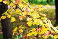 red and yellow leaves of apple tree in garden Royalty Free Stock Photo
