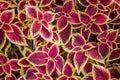 Red and yellow leaves of coleus top view for background. Royalty Free Stock Photo