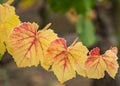 Red and yellow leaves in the fall vineyard Royalty Free Stock Photo