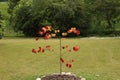 Red and yellow leaves on a Flame Thrower Redbud Tree in the summer in front of a row of dense trees and wetlands