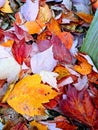 Red and yellow leaves on the ground Royalty Free Stock Photo