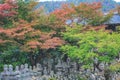 Red and yellow leaves of the japanese maple