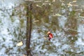 Red and yellow leaves in puddle in autumn rain Royalty Free Stock Photo