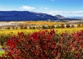 Red Yellow Leaves Vineyards Red Mountain Benton City Washington