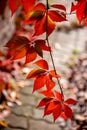 Parthenocissus is a genus of tendril climbing plants in the grape family, Vitaceae