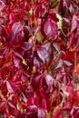 Parthenocissus is a genus of tendril climbing plants in the grape family, Vitaceae