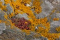 Red and yellow lichen on a rock