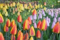 Red yellow lilac multicolored tulips. Beautiful natural background. Spring flowers Royalty Free Stock Photo