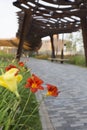 Red and yellow lilies flowers with walkway and weathering corten steel pergola in the back. Tyufeleva Roshcha park, Zilart