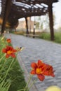 Red and yellow lilies flowers with walkway and weathering corten steel pergola in the back. Tyufeleva Roshcha park, Zilart