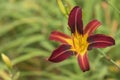 Red and yellow lilium close up detail with green background