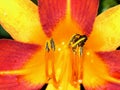 Red and yellow lily with a bee Royalty Free Stock Photo