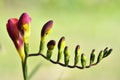 Red Yellow lily buds Royalty Free Stock Photo