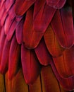 Red/Yellow Macaw Feathers Royalty Free Stock Photo