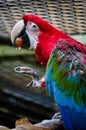 red and yellow macaw , image taken in Hamm Zoo, north germany, europe