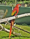 Red and Yellow Macaw at Lion Country Safari Royalty Free Stock Photo