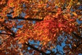 Red yellow maple in autumn sun under blue sky Royalty Free Stock Photo