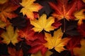 Red and yellow maple fall leaves on the ground, nature pattern. Autumn background, flat design. Orange leaf. Top view. Bright Royalty Free Stock Photo