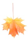 Red-yellow maple leaf Royalty Free Stock Photo