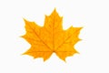 Red and yellow maple leaf as an autumn symbol as a seasonal themed concept as an icon of the fall weather on an isolated white bac Royalty Free Stock Photo