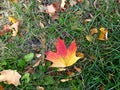 A red yellow maple leaf fell on the green grass on Star Boulevard in Moscow