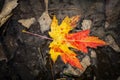 Red Yellow Maple Leaf in a Forest Royalty Free Stock Photo