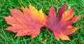 Red and Yellow Maple Leaf Royalty Free Stock Photo