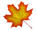 Red-Yellow maple leaf isolated Royalty Free Stock Photo